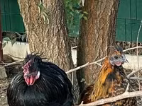 Chickens — foto 4
