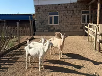 Koza, Saanen goat — fotografija 3