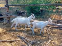 Billy Goat, Goats — photo 1