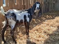 Țap, Kamori goats — foto 3