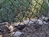 Turkeys — zdjęcie 3