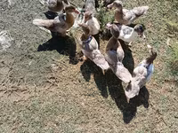 Ducks — foto 4