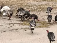 Turkeys — Foto 8