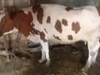 Cow, Simmental cattle — photo 2