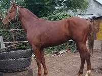 اسب نر, Trakehner — عکس 3