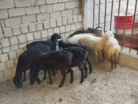 Schaf, Rhon sheep — Foto 4