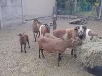 Ram, Cameroon sheep — foto 7