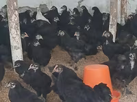 Chickens — Foto 6