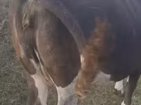 Bò cái, Gia súc — ảnh 3
