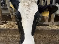 ላም, Holstein breed — ፎቶ 6