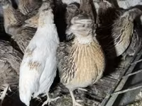 Quails — 写真 1
