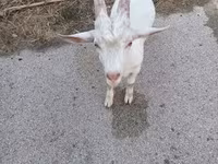Echki, Saanen goat — 2-rasm