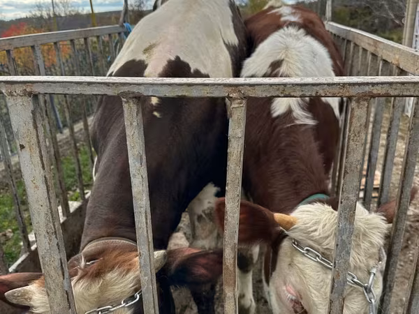 Lo’, Cattle
