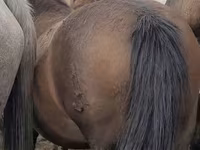 Faras dhaddig, Horses — sawirka 2