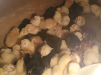 Chickens — الصورة 5