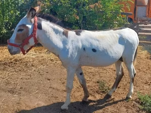 Hingst, Hästar