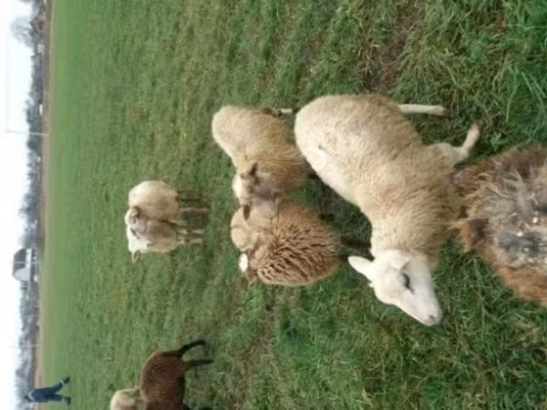 Sheep, Romanov sheep — Russia