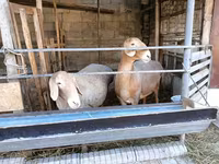 Baran, Arashan sheep — zdjęcie 5