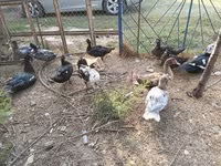 Ducks — Foto 4