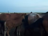 Kobyła, Horse breed — zdjęcie 5