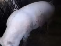 Babi hutan, Pigs — foto 2