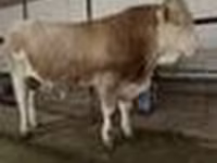Tyre, Simmental cattle — foto 5