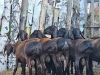 Cừu đực, Hissar sheep — ảnh 4