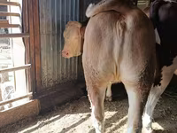 Үнээ, Latvian Blue cattle — 4 зураг