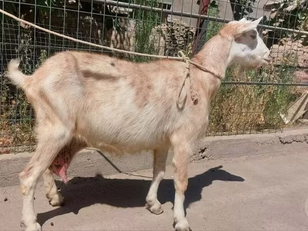 بز ماده, بز