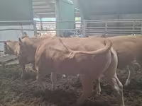 Lembu betina, Blonde d’Aquitane cattle — foto 3