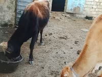 Mucca, Bovini — foto 5