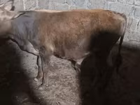 公牛, Cattle — 照片 1