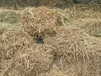 Продаю второй укос.Разнотравие(Аралаш) Тюки плотные,хорошо — foto 3