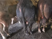 Banteng, Simmental cattle — foto 1