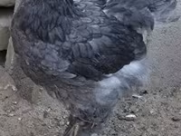 براهما — عکس 1
