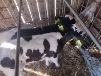 Vacă, Russian Black pied cattle — foto 2