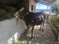 Tehén, Swiss cattle — 4. fotó