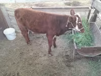 Vaca, Latvian Blue cattle — foto 6