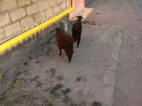 Kambing jantan, Goats — foto 5
