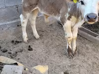 گاو نر, Swiss cattle — عکس 7