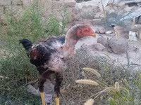 Chickens — foto 3