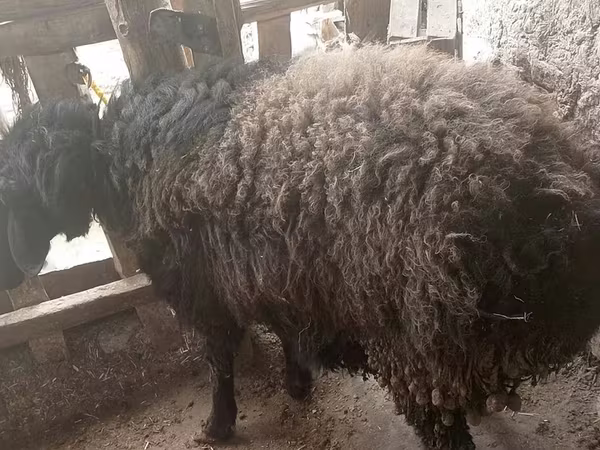 Carnero, Blackheaded Persian sheep