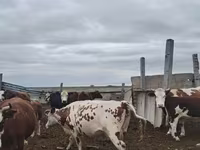 گاو ماده, Simmental cattle — عکس 2
