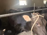 วัวตัวผู้, Swiss cattle — รูปภาพ 5