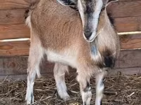 Ged, West African dwarf goats — foto 3