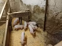 หมูป่าตัวผู้, หมู — รูปภาพ 4
