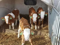 Bik, Simmental cattle — fotografija 4