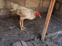 Chickens — عکس 7