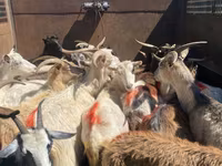 ষাঁড়, Russian Black pied cattle — ছবি 2