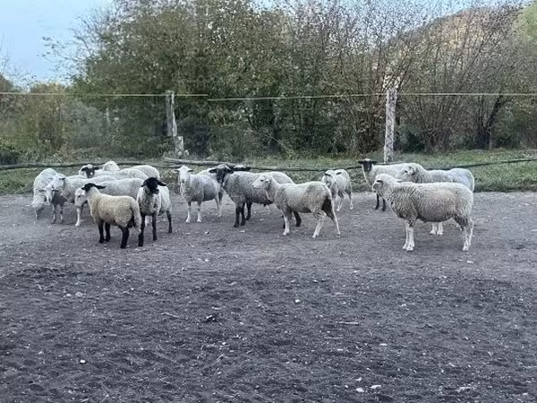 Овен, White Suffolk sheep